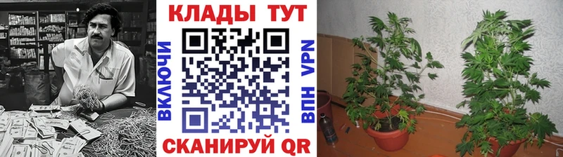 Как найти наркотики Володарск Бошки Шишки COCAIN Гашиш Меф